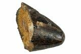 Tyrannosaur Tooth Tip - Judith River Formation #276429-1